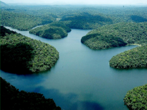 Em comemoração ao Dia Nacional da Mata Atlântica, destacamos aqui 8 Curiosidades sobre o Bioma
