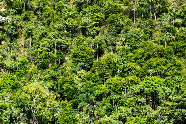 Neste Dia Nacional da Mata Atlântica, nos cabe uma preocupação: quanto resta da Mata Atlântica?
