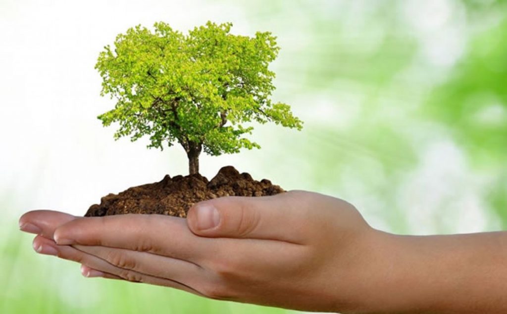 A Importância do Dia Mundial do Meio Ambiente