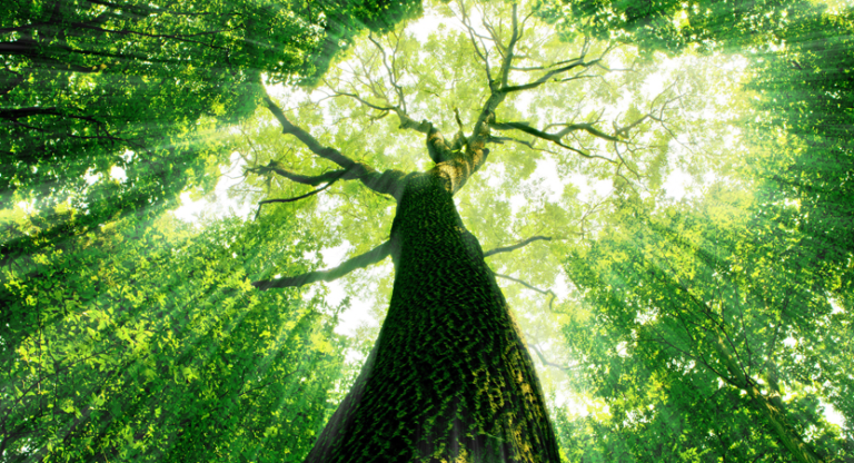 On-Plan Consultoria Ambiental: qual a importância da árvore?