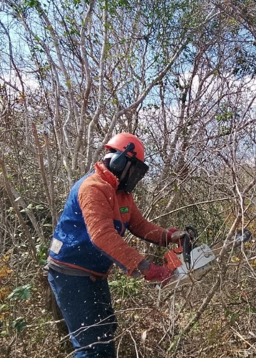 Supressão Vegetal e Regularização Ambiental com atuação em toda Região Nordeste